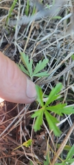 Potentilla flagellaris