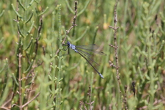 Lestes macrostigma
