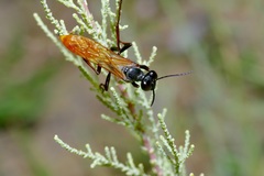 Sphex ashmeadi