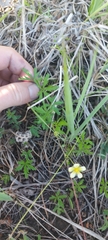 Potentilla flagellaris