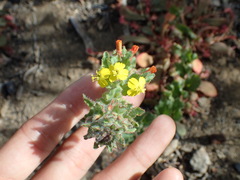 Camissoniopsis hirtella