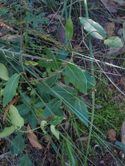 Leichhardtia suaveolens