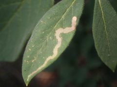 Aulagromyza cornigera