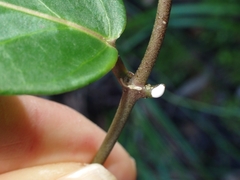 Leichhardtia suaveolens