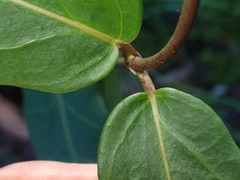 Leichhardtia suaveolens