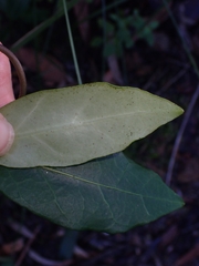 Leichhardtia suaveolens
