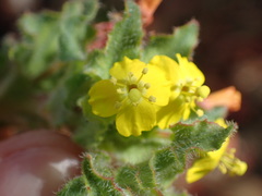 Camissoniopsis hirtella