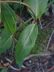 Leichhardtia suaveolens