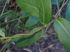 Leichhardtia suaveolens