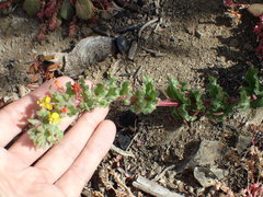 Camissoniopsis hirtella