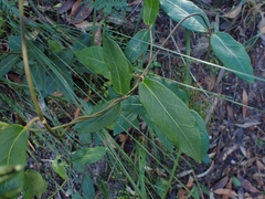 Leichhardtia suaveolens