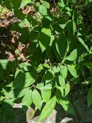 Calycanthus floridus glaucus