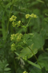 Alchemilla leiophylla