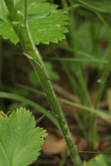 Alchemilla leiophylla