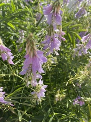 Galega officinalis