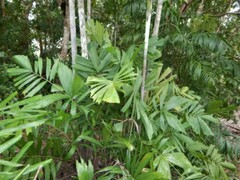 Hydriastele wendlandiana