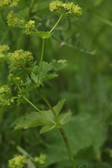 Alchemilla leiophylla