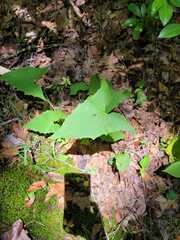 Nabalus × mainensis