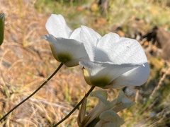 Calochortus howellii