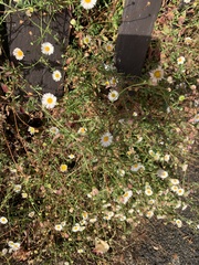 Erigeron karvinskianus