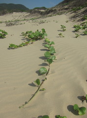 Ipomoea pes-caprae brasiliensis