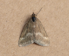 Pyrausta aerealis