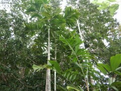 Hydriastele wendlandiana