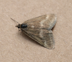 Pyrausta aerealis