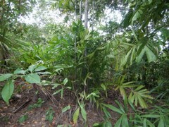 Hydriastele wendlandiana