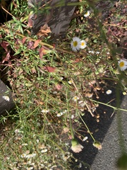 Erigeron karvinskianus