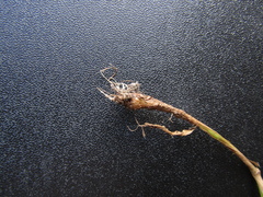 Phleum bertolonii