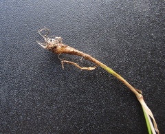 Phleum bertolonii
