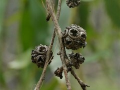 Asteromyrtus symphyocarpa