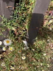 Erigeron karvinskianus