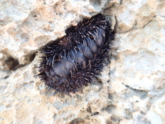 Acanthopleura spinosa
