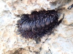 Acanthopleura spinosa
