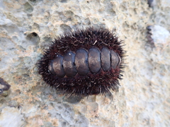 Acanthopleura spinosa