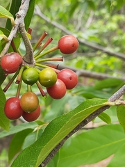 Annonaceae