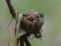 Asteromyrtus symphyocarpa