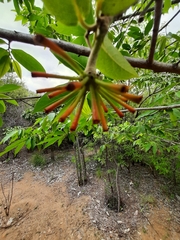 Annonaceae