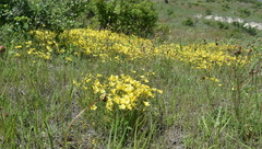 Linum pallasianum