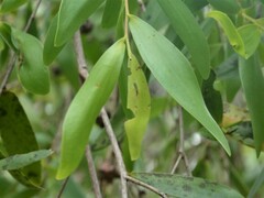 Asteromyrtus symphyocarpa