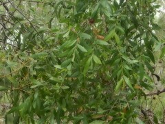 Asteromyrtus symphyocarpa