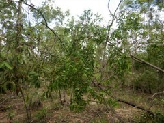 Asteromyrtus symphyocarpa