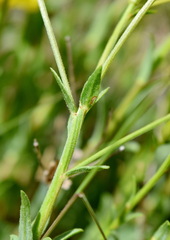 Linum pallasianum