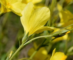 Linum pallasianum