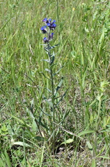 Anchusa leptophylla