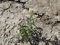 Lepidium appelianum