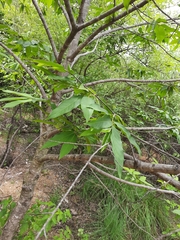 Annonaceae