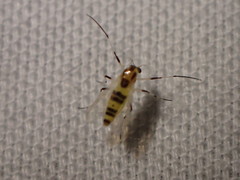 Cricotopus sylvestris